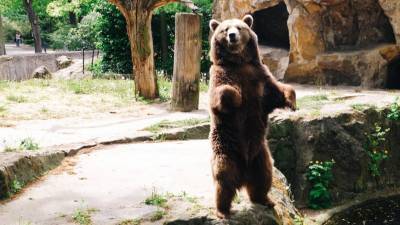 Опрос: Больше половины россиян назвали символом страны бурого медведя