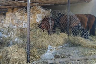 В Дагестане расчистили дорогу к конезаводу, где из-за метели лошади остались без кормов