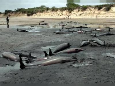 Больше 100 дельфинов совершили самоубийство в Мозамбике