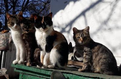 Фонд защиты городских животных ищет специалистов по подсчету котиков