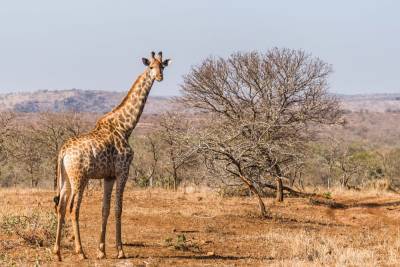 В ЮАР супруги убили жирафа: сделали из сердца "валентинку" – шокирующие фото 18+