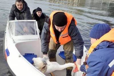 Спасатели помогли раненому лебедю в Горячем Ключе