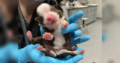 Маленькое чудо: шестилапому щенку впервые удалось выжить после рождения