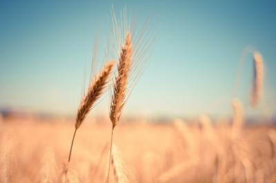 Агро - Украина опустилась в рейтинге экспортеров пшеницы - 24tv.ua