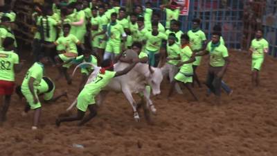 Почти тысяча быков и 640 игроков сошлись на турнире индийской корриды.