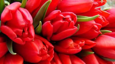 Вести. В аэропорт Хабаровска прибыли десятки тонн цветов к 8 марта