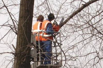 Пятьсот деревьев в Иванове будут заменены на новые