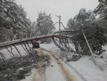 В Череповецком районе местного жителя пришибло деревом