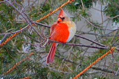 Редчайший разнополый кардинал залетел во двор жилого дома и удивил любителя птиц