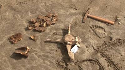 Останки древнего родственника броненосца нашли на пляже в Аргентине.