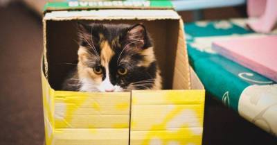 Раскрыта причина любви кошек к коробкам и кучам белья