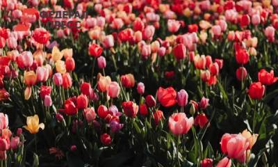 Россиян предупредили о сильном росте цен на цветы: «Такого года не было никогда»