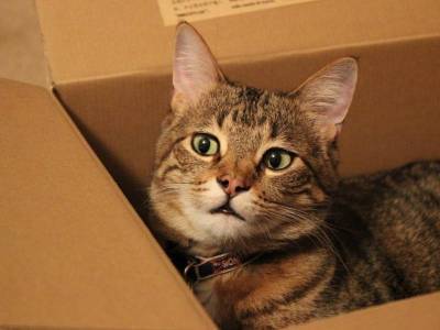 Секрет раскрыт: зоопсихолог рассказала, почему котики так любят коробки - bloknot.ru