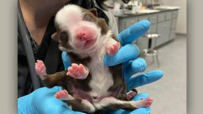 В США родился щенок с шестью лапами и двумя хвостами: фото, видео