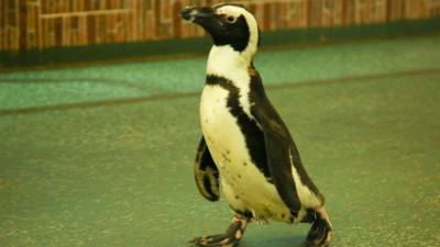Брянский музей посетили пингвины