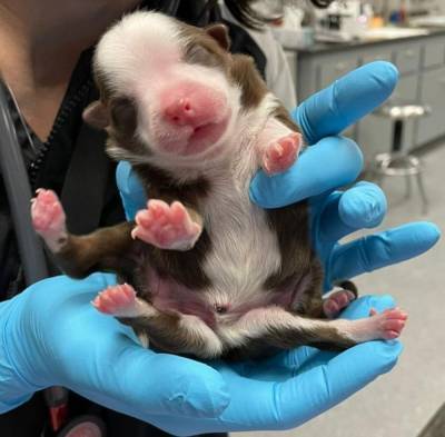 Впервые в мире: щенок родился с 6 ногами и выжил