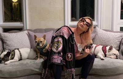 В США похитили собак Леди Гаги: певица объявила вознаграждение в размере $500 тысяч