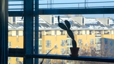 Эксперты заявили о росте интереса россиян к покупке комнатных растений