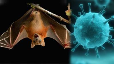 Учёные предупреждают о пандемии нового смертельного вируса
