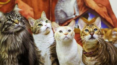 Французский меценат завещал на содержание эрмитажных котов 3 тыс. евро