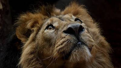 В Ростове-на-Дону проверят информацию о голодающих цирковых львах