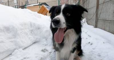 Четвероногий сыщик Акай: лучший пес-спасатель РФ служит в Калининграде