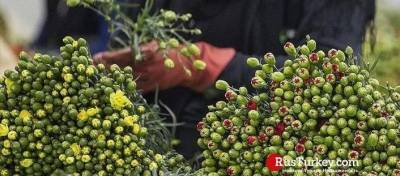 Турция реализует цветочную продукцию в 83 страны мира, nbsp