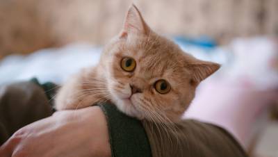 В учреждениях культуры в Петербурге проведут перепись котов