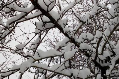 Погода в Хабаровском крае и ЕАО на 26 февраля