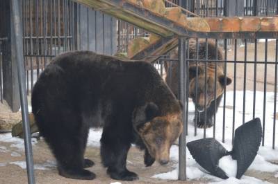 В Сахалинском зоопарке проснулись бурые медведи