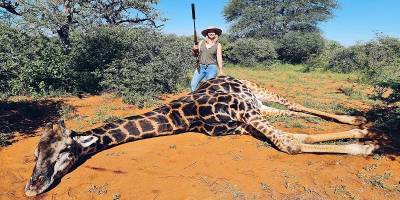 Мужчина в ЮАР подарил жене на 14 февраля охоту на жирафа, она убила животное и вырезала его сердце - фото - ТЕЛЕГРАФ