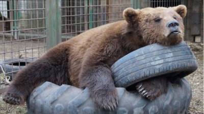 Три медведя пробудились от спячки в зоопарке Южно-Сахалинска