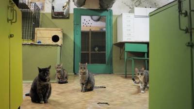 Конкурс-перепись служащих в музеях котов пройдет в Петербурге