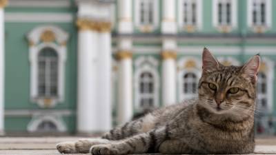 Перепись котов проведут в культурных учреждениях Петербурга