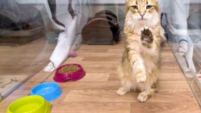 Еда есть еда: кошки не различают друзей и врагов хозяев