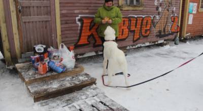 Землю собачьего приюта "Ковчег" хотят отобрать чиновники