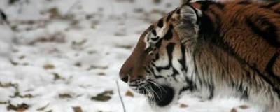 В Мазановском районе около одного из сел появилась тигрица