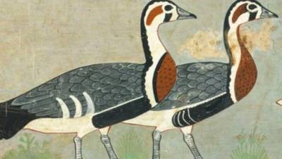 На древнеегипетском рисунке нашли изображение вымершего гуся