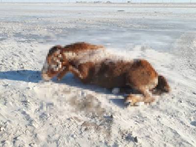 В Верхнеуральском районе во время снежной бури заживо замерзли лошади