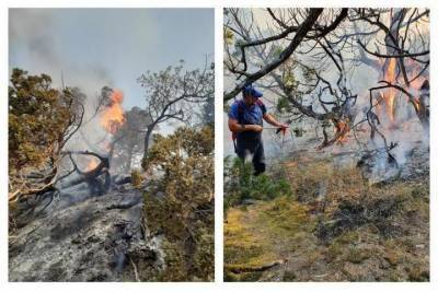 Ущерб природе заповедника Утриш в результате пожара оценили почти в миллиард рублей