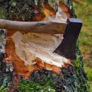 Жителя Запорожской области будут судить за незаконную вырубку деревьев