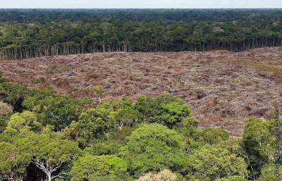 Участки лесов Амазонии продают на Facebook