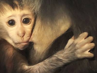 В США пожаловались на нехватку обезьян для испытаний вакцин