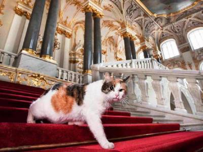 Эрмитажные коты получат большое наследство – меценат из Франции завещал 3 тысячи евро – Учительская газета