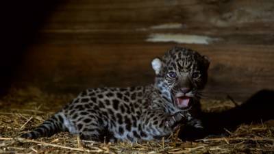 Популяцию ягуаров в дикой природе восстанавливают в Аргентине.