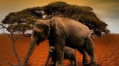 Слон убил хоботом смотрителя сафари-парка в Испании - newinform.com - Испания