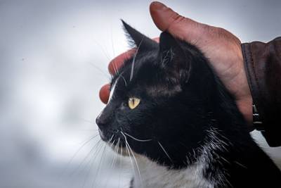 Домашний кот сбежал от хозяйки и вернулся обратно через 14 лет