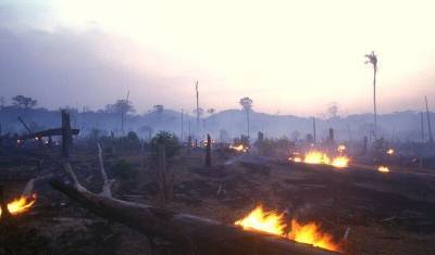 Facebook обвинили в незаконной продаже участков лесов Амазонии