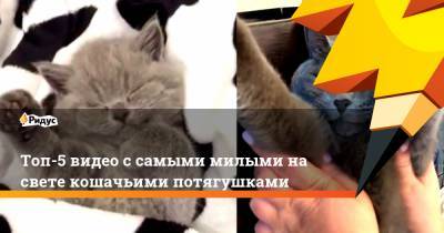 Топ-5 видео с самыми милыми на свете кошачьими потягушками