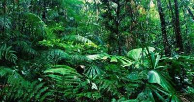 "Легкие планеты" под угрозой: Участки лесов Амазонки продают через торговые площадки Facebook